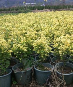 Alternative view of شمشاد برگ پرتقالی ابلق (طلایی)