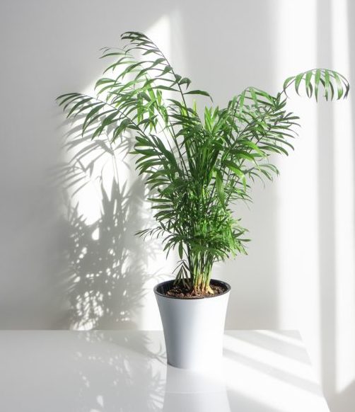 نخل شامادورا (سایز نشایی)