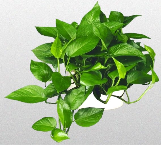 گیاه پتوس سبز (سایز نشایی)