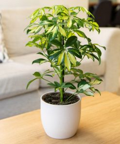 گیاه شفلرا ابلق