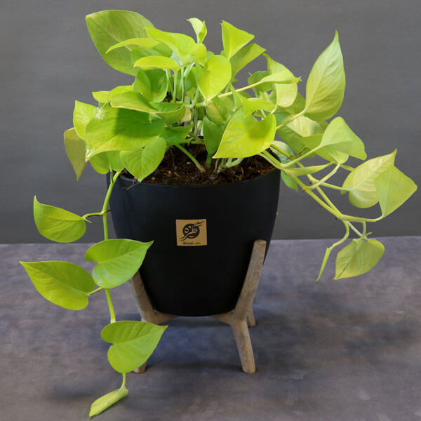 گیاه پتوس نئون (سایز نشایی)