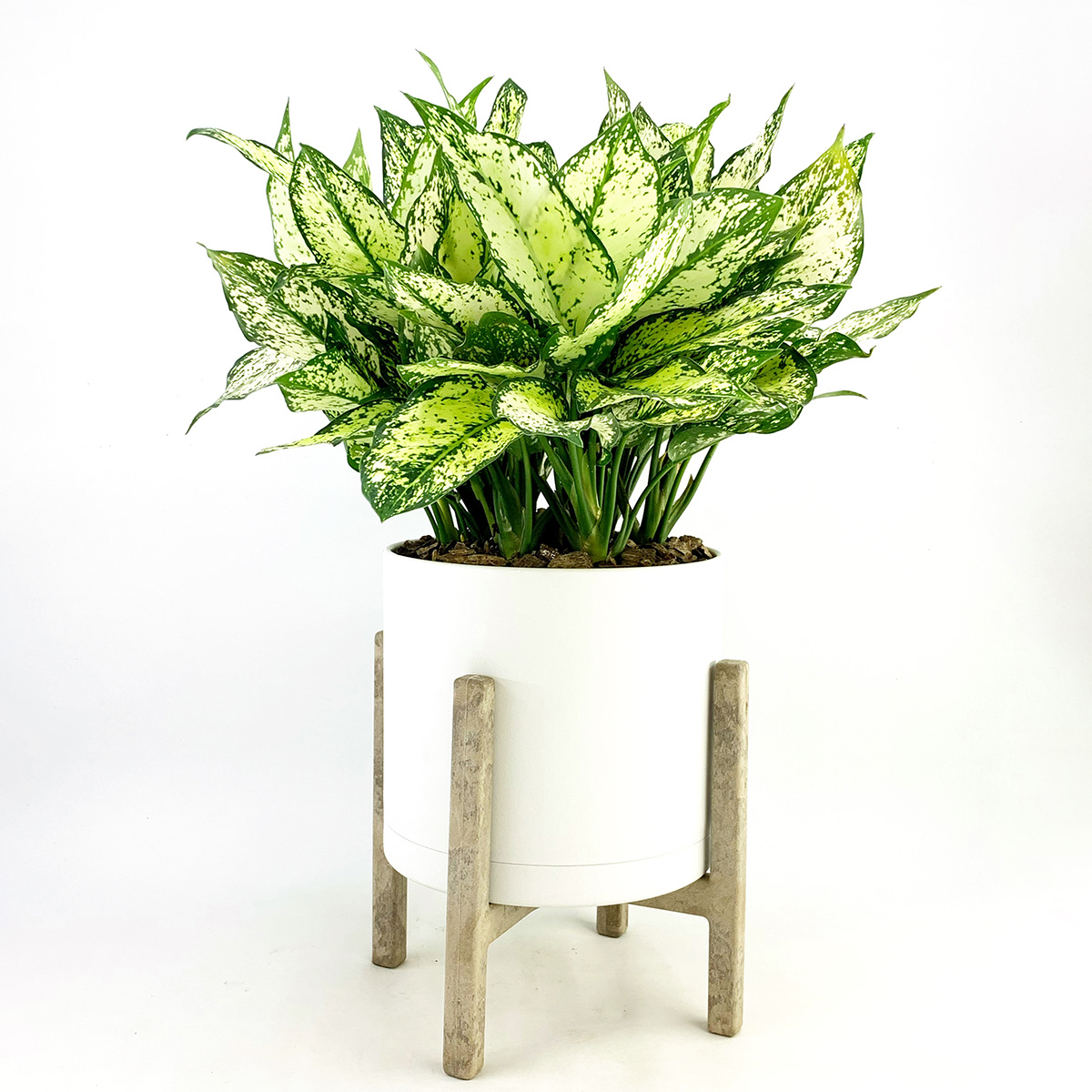 گیاه اگلونما سفید (اگلونما برفی)