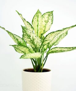 Alternative view of گیاه اگلونما سفید (اگلونما برفی)