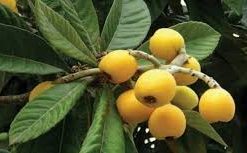 Alternative view of نهال گلدانی ازگیل ژاپنی (یک متری)