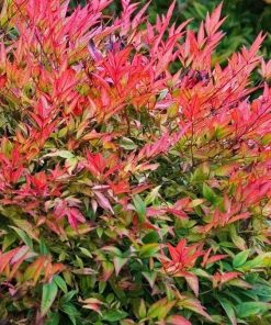 Alternative view of درختچه ناندینا