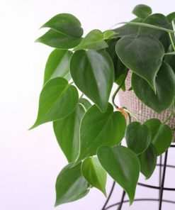 Alternative view of گیاه اسکاندیس سبز سایز سر قلم