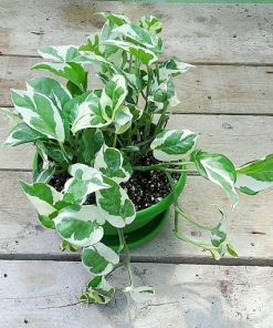 Alternative view of گیاه اپارتمانی پتوس ارتشی (سایز نشایی)