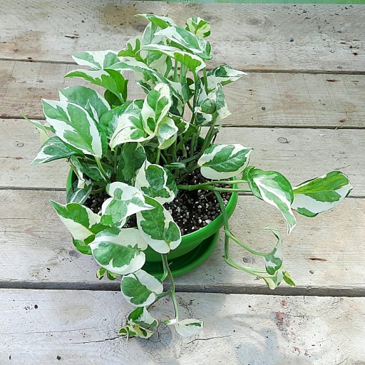 گیاه اپارتمانی پتوس ارتشی (سایز نشایی)