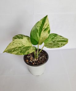 Alternative view of گیاه آپارتمانی پتوس مرمری (ماربل کوئین) (سایز نشایی)