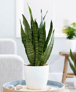 Alternative view of گیاه آپارتمانی سانسوریا شمشیری (پوست ماری)