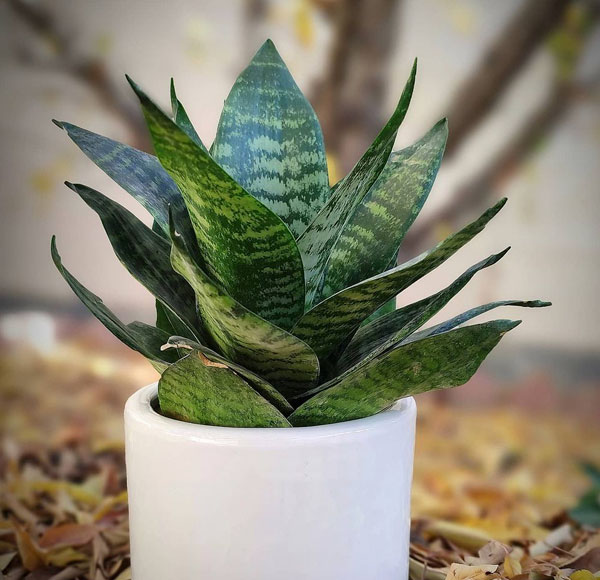 سانسوریا مینیاتوری سبز