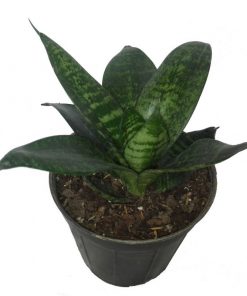 Alternative view of سانسوریا مینیاتوری سبز