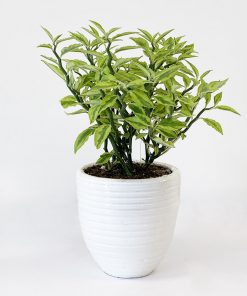 Alternative view of گیاه آپارتمانی پدیلانتوس ابلق (سایز سر قلم)