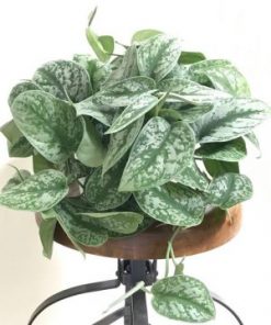 گیاه اپارتمانی پتوس ببری (سایز نشایی)