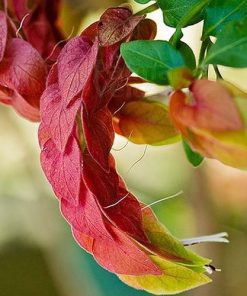 Alternative view of گل بلوپرون (بلو پرون) یا میگو آتشین