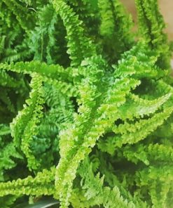 گیاه اپارتمانی سرخس فوجر (سرخس فر)