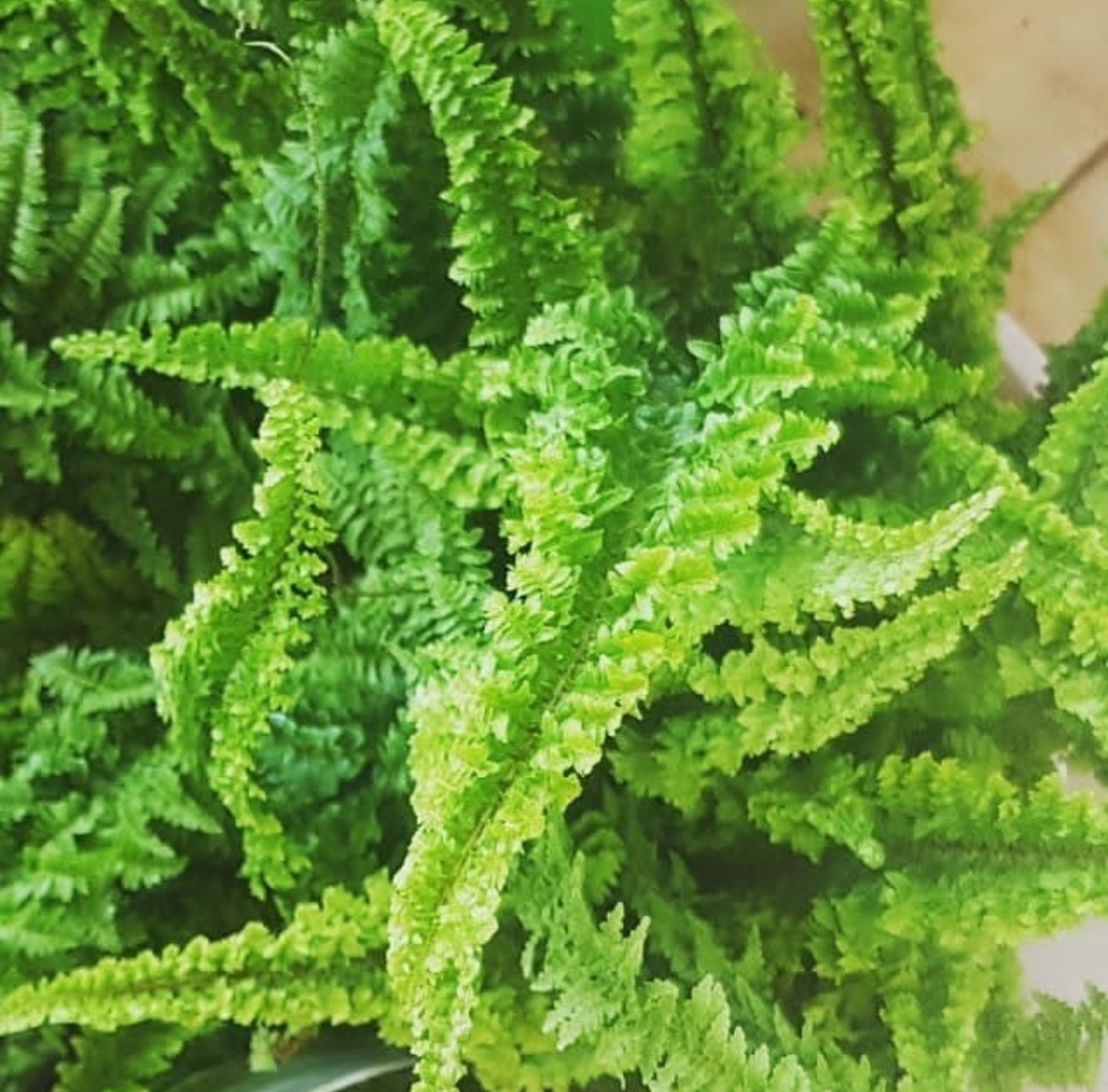 گیاه اپارتمانی سرخس فوجر (سرخس فر)