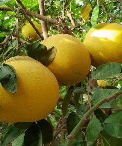 Alternative view of نهال گلدانی پوملو (گریپ فروت چینی)