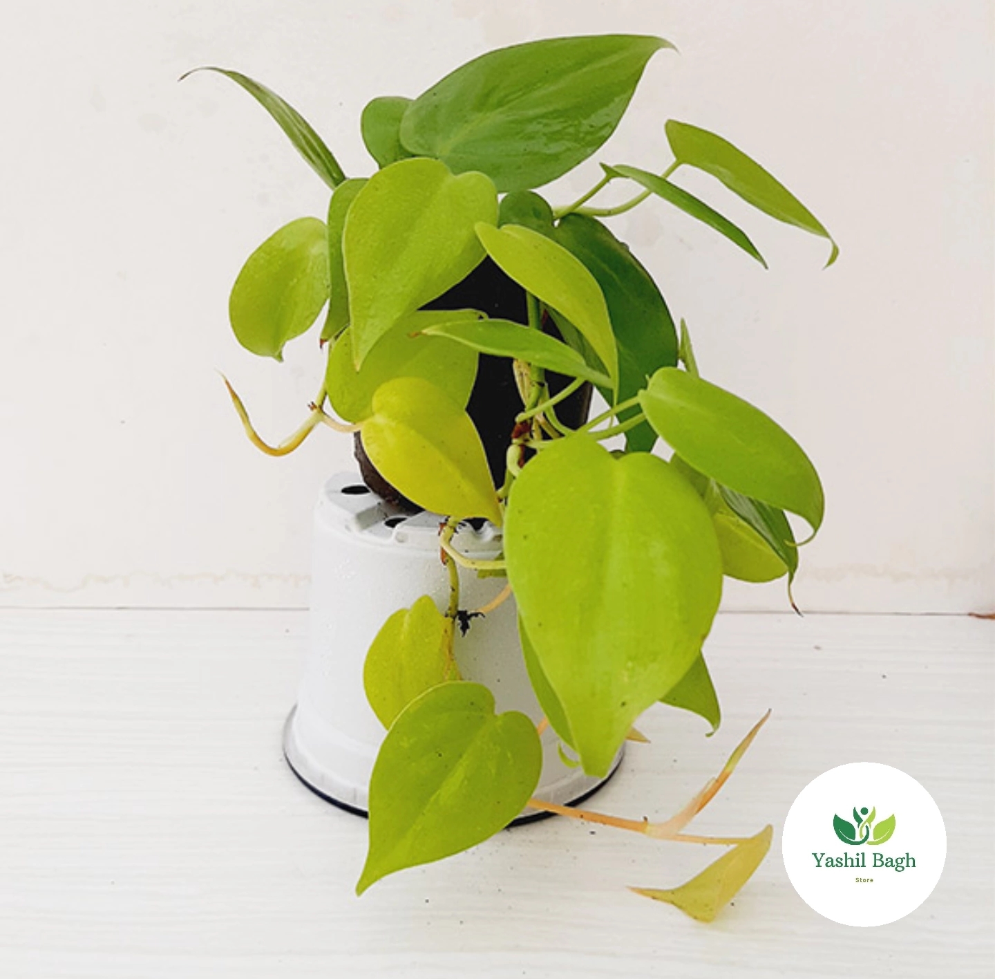 گیاه آپارتمانی اسکاندیس نئون سایز سر قلم