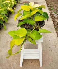 Alternative view of گیاه آپارتمانی اسکاندیس نئون سایز سر قلم