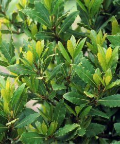 Alternative view of نهال برگ بو