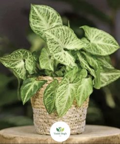 Alternative view of گیاه اپارتمانی سینگونیوم سبز